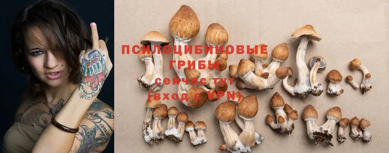 Галлюциногенные грибы Psilocybe Оренбург